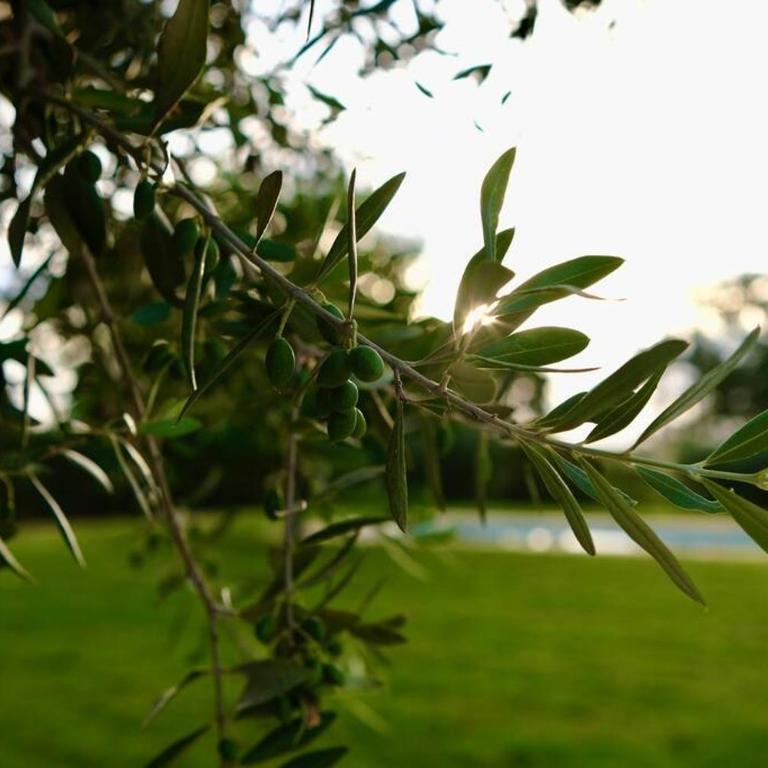 Tenuta Don Mimì. Valle d'Itria, Puglia. - Casa con 4 camere da letto - 96