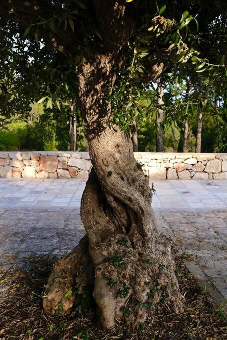Tenuta Don Mimì. Valle d'Itria, Puglia. - Casa con 4 camere da letto - 99
