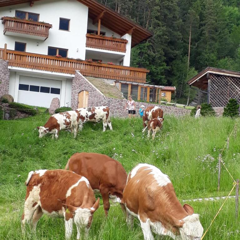 Polzhof - Appartamento con Vista Montagna - 5