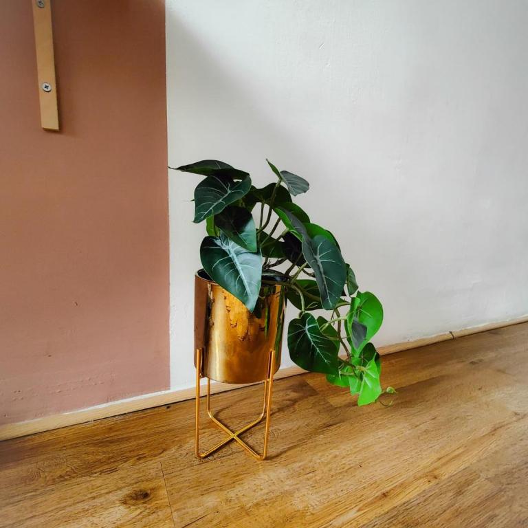 Charmant T2 atypique, rénové, confortable - Appartement 1 Chambre - 4
