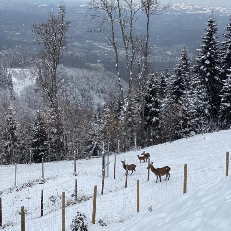 Schilcherland Chalet Südsteiermark - Villa mit 3 Schlafzimmern - 54