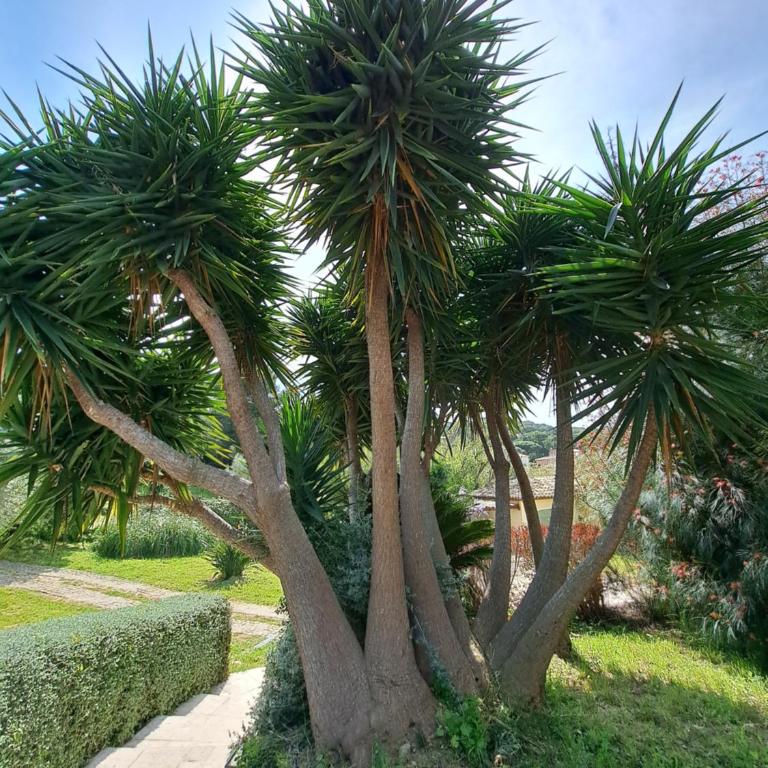 Rez de jardin villa independant Presqu'ile de Giens - Apartment - 38