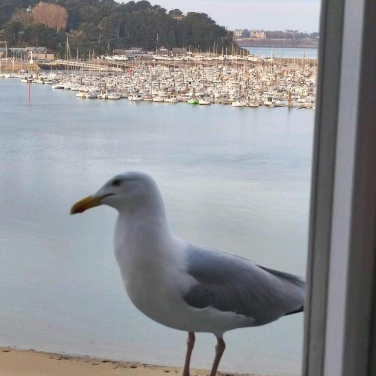 Nid de Corsaire, Vue Mer & Accès plage - Apartamento de 1 dormitorio - 16