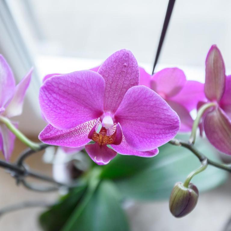 DuMalux Velvet - Apartman sa 2 Spavaće Sobe - 3