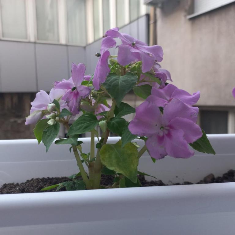 Apartman Central Place - Apartman sa 1 Spavaćom Sobom - 17