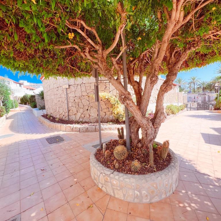 Studio In Paraiso Royal, Playa De Las Americas - Estudio - 49