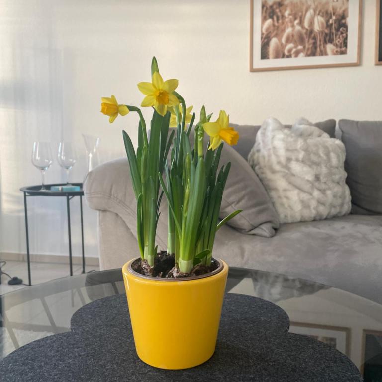 4-Sterne Ferienwohnung Krill - Apartment mit 1 Schlafzimmer - 5