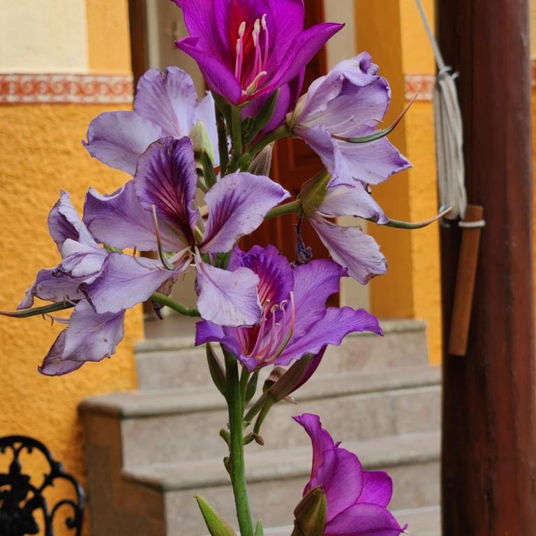 Casita Privada del Chan - Superior King Room - 23