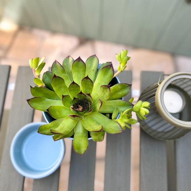 Old Town Premium Apartments- Free Parking - One-Bedroom Apartment - 30