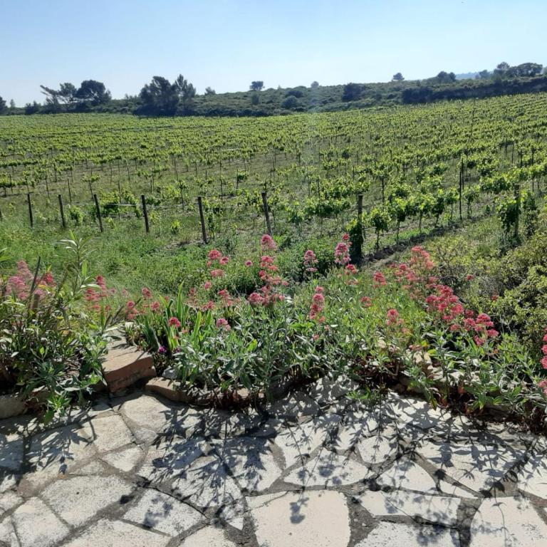 Garrigue sur cour - Maison 3 Chambres - 2