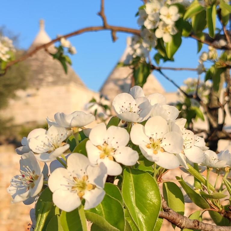 Trulli Abate Mauro - Casa con 2 Camere da Letto - 21