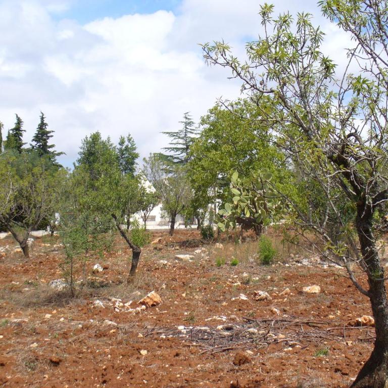 Trullo Riccardo - Casa Vacanze - 43