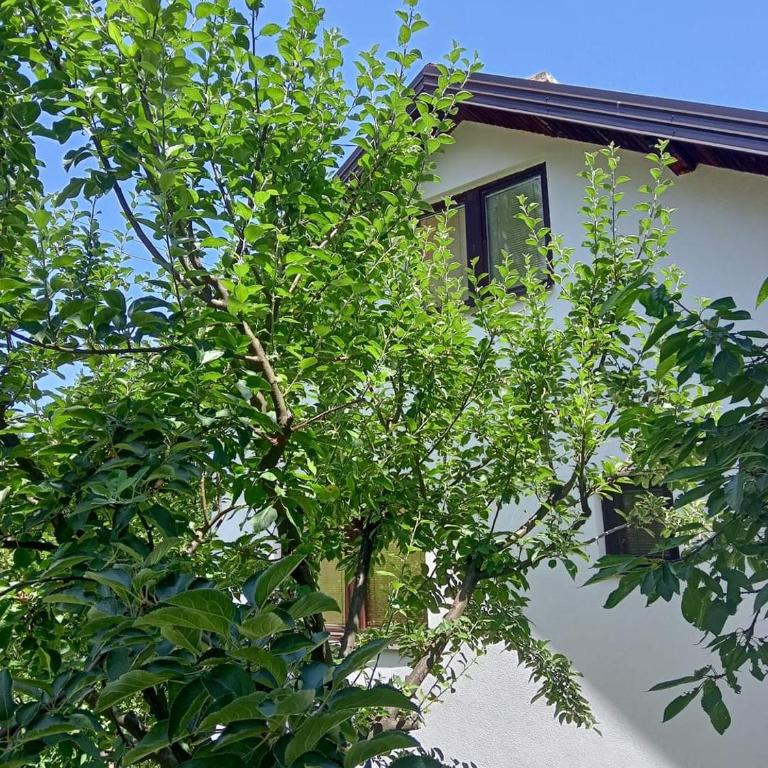 Kuća za odmor Ravne H&N - Apartman sa Pogledom na Vrt - 1