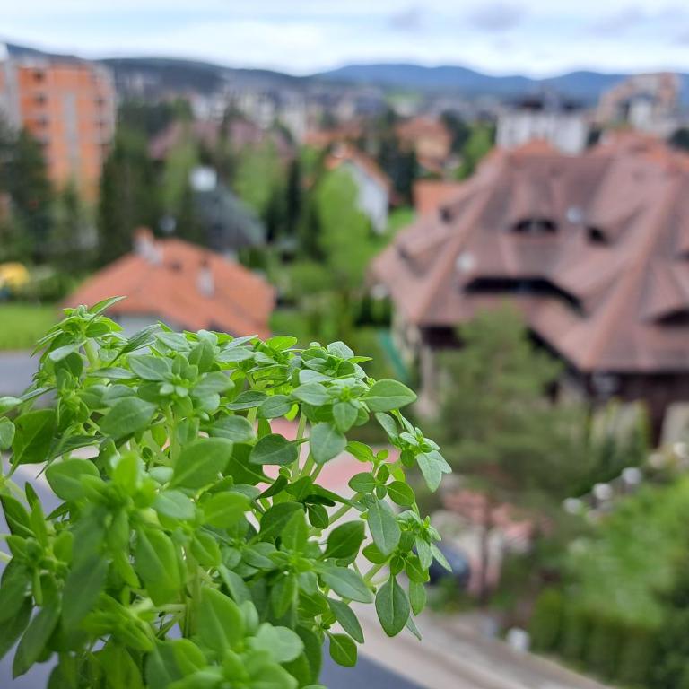 Apartman Tamjanika LUX - Apartman sa 1 Spavaćom Sobom - 76