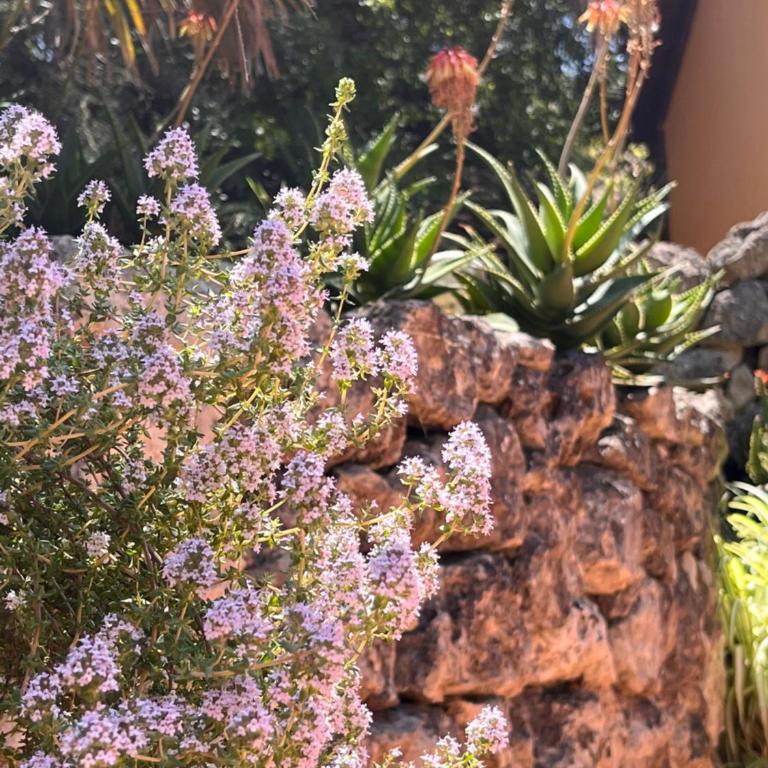 Giardino di Circe - Casa con 4 camere da letto - 6
