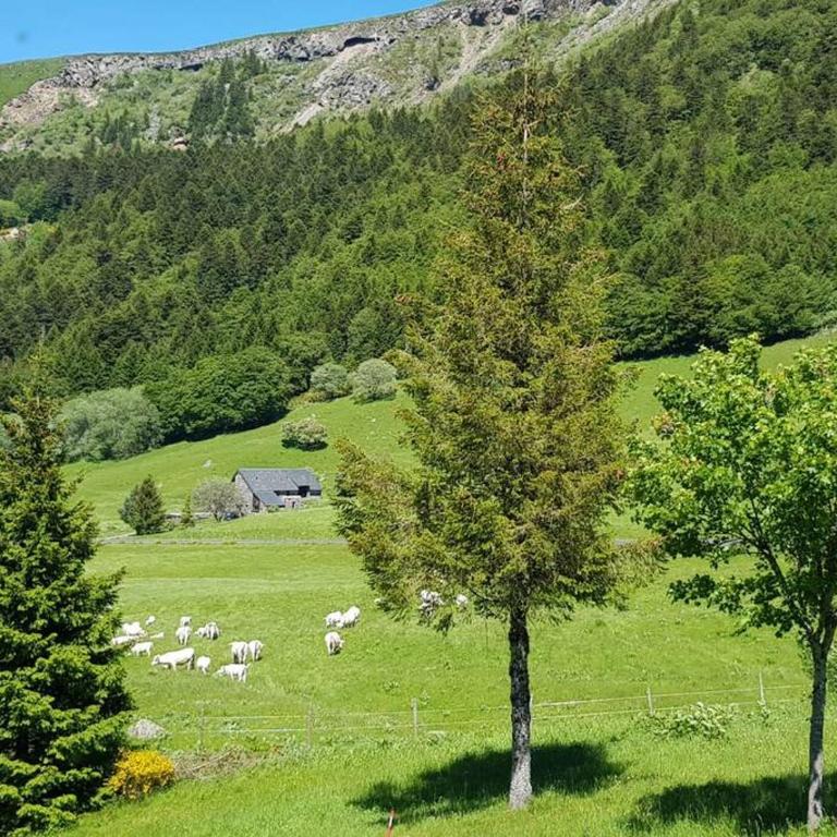 Appartement spacieux au cœur du massif du Sancy - Apartment mit 2 Schlafzimmern - 9