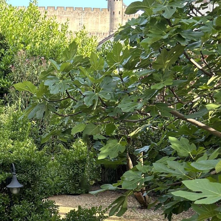 La Villa Carcassonne, Chambres d hôtes, B&B, face à la Cité Médiévale - Double or Twin Room with Garden View - 9