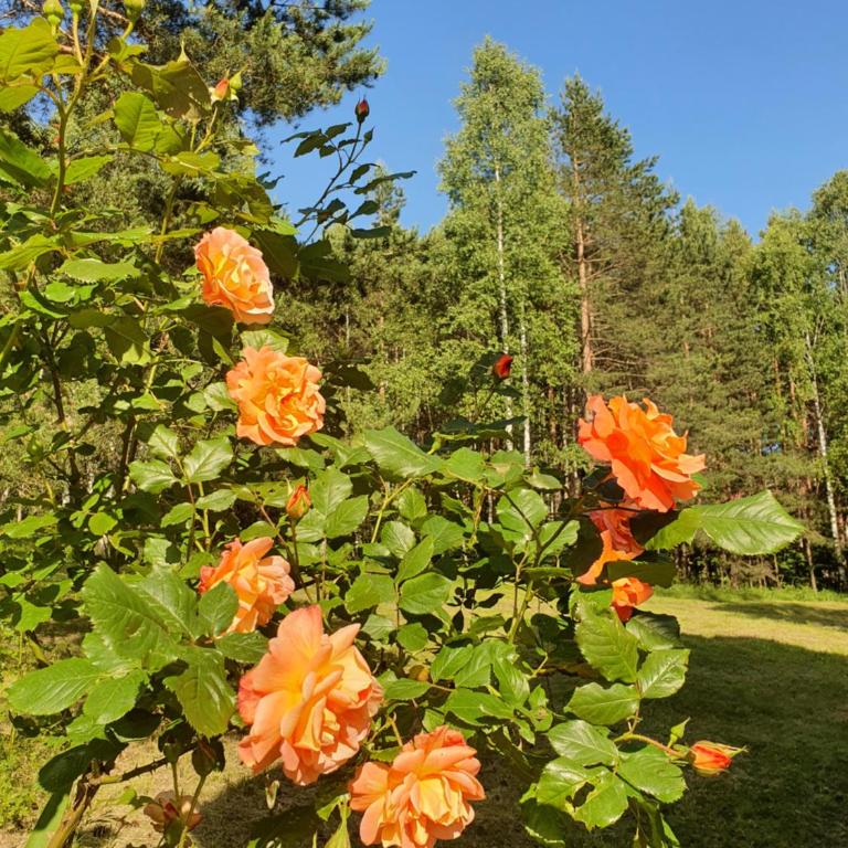 Sveti Pantelejmon Divčibare - Three-Bedroom Apartment - 24