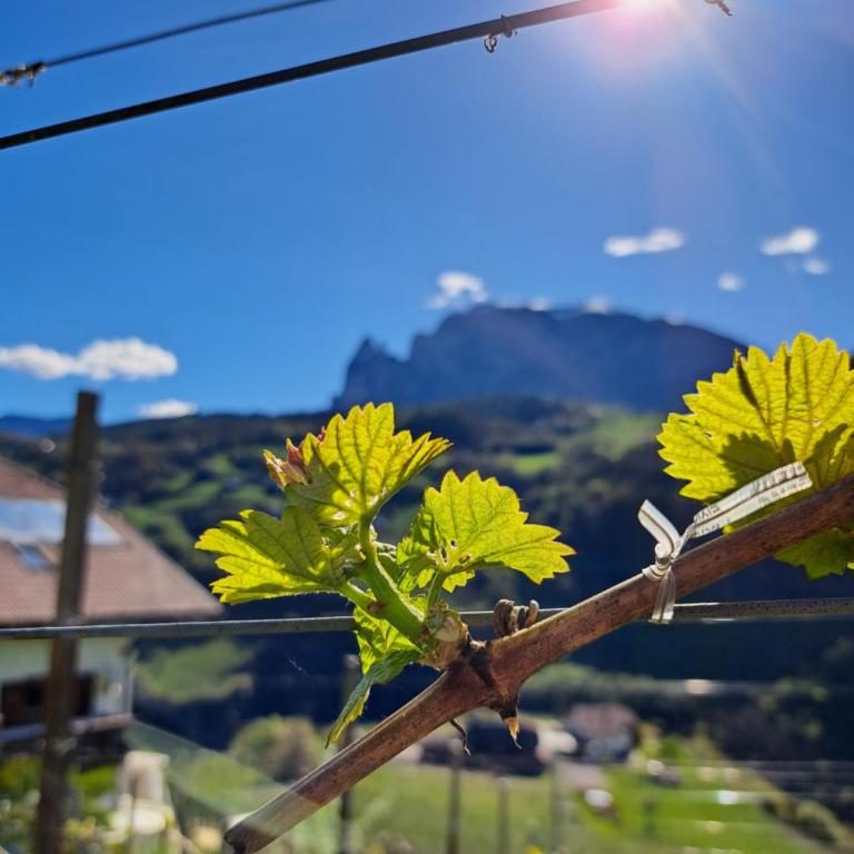 Pignathof Castanea - Appartamento con 2 Camere da Letto - 13