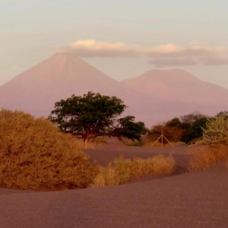 Dunas de tulor - Apartamento de 2 dormitorios - 3