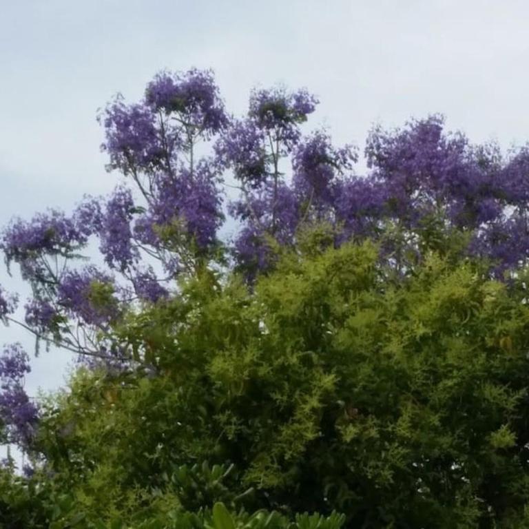 Casetta Jacaranda - Monolocale - 50