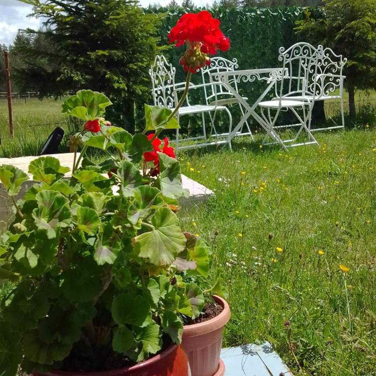 Etno Koliba Nikoleta - Brvnara sa 1 Spavaćom Sobom - 2