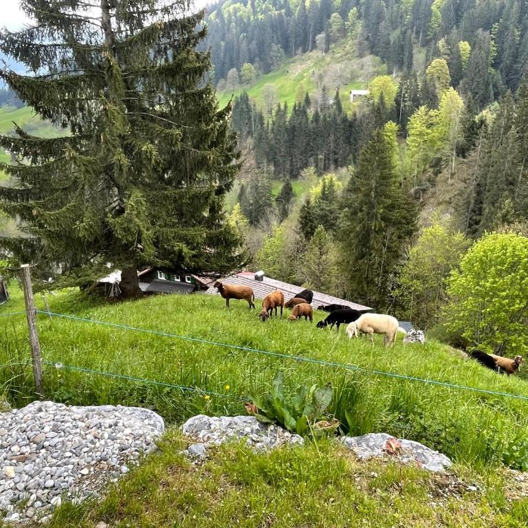 Alpenchalet Piz Hüsli - Chalet mit 2 Schlafzimmern - 43