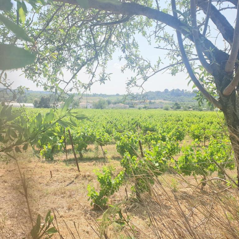 La Villa Michèle, domaine sur les hauteurs de Pézenas - Maison 3 Chambres - 29