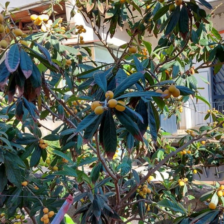 Casa vacanze Il Nespolo - Two-Bedroom House - 2