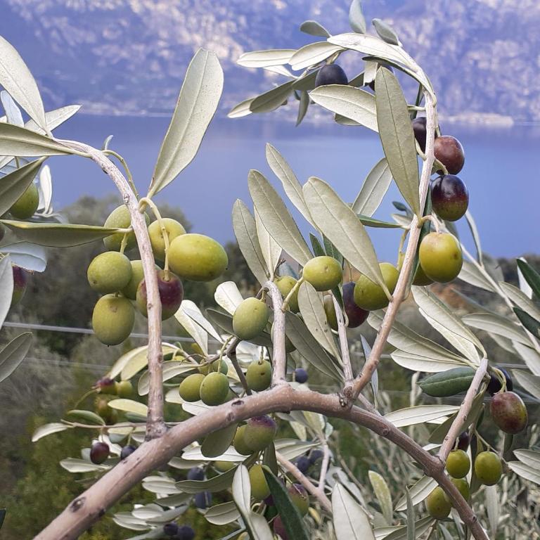 APPARTAMENTO LECCINO - Appartamento con 2 Camere da Letto - 22
