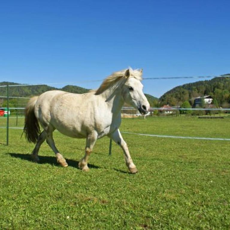 Ferienwohnungen Eckwirt Region: Klopeinersee-Turnersee - Apartment mit 2 Schlafzimmern - 54
