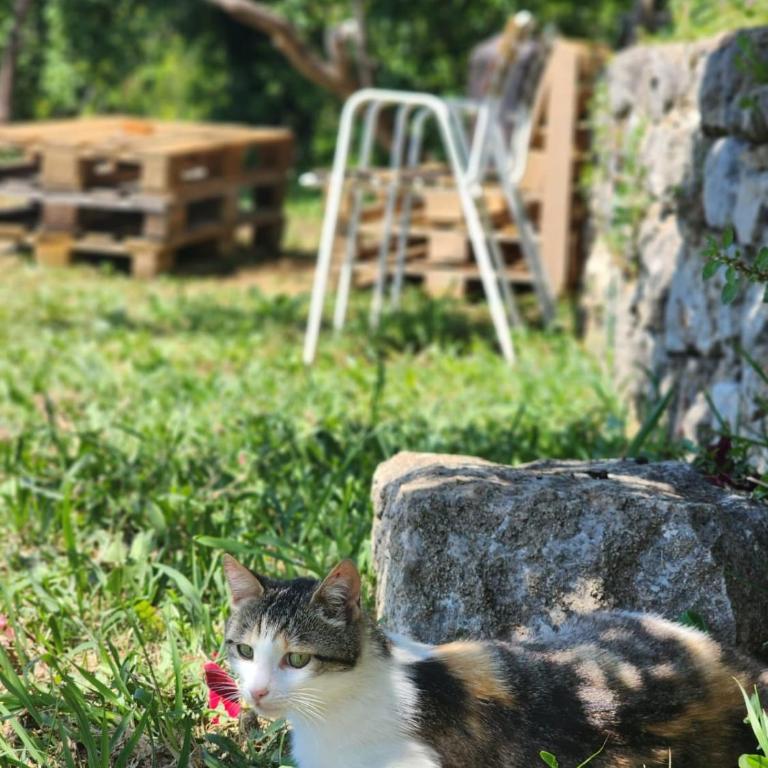 Gazdinstvo Đurović - Kuća sa 3 Spavaće Sobe - 12