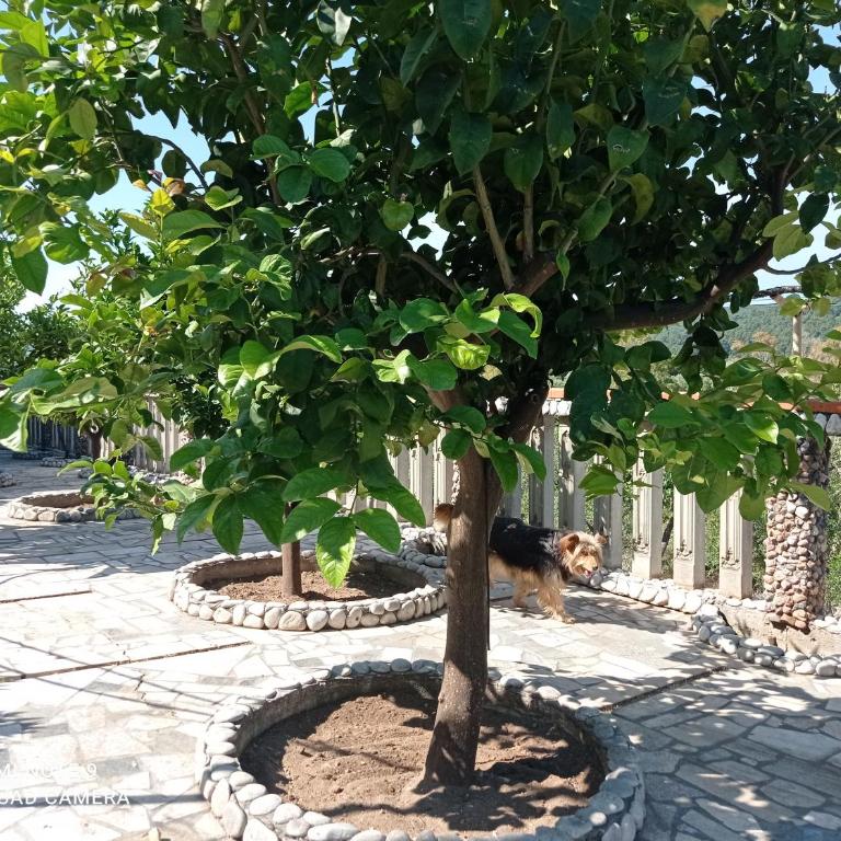 casa dei limoni - Appartamento con 2 Camere da Letto - 39