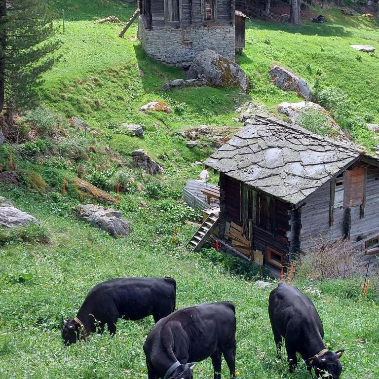 B&B Hotel Alpenrösli - Doppelzimmer mit eigenem Bad - 2