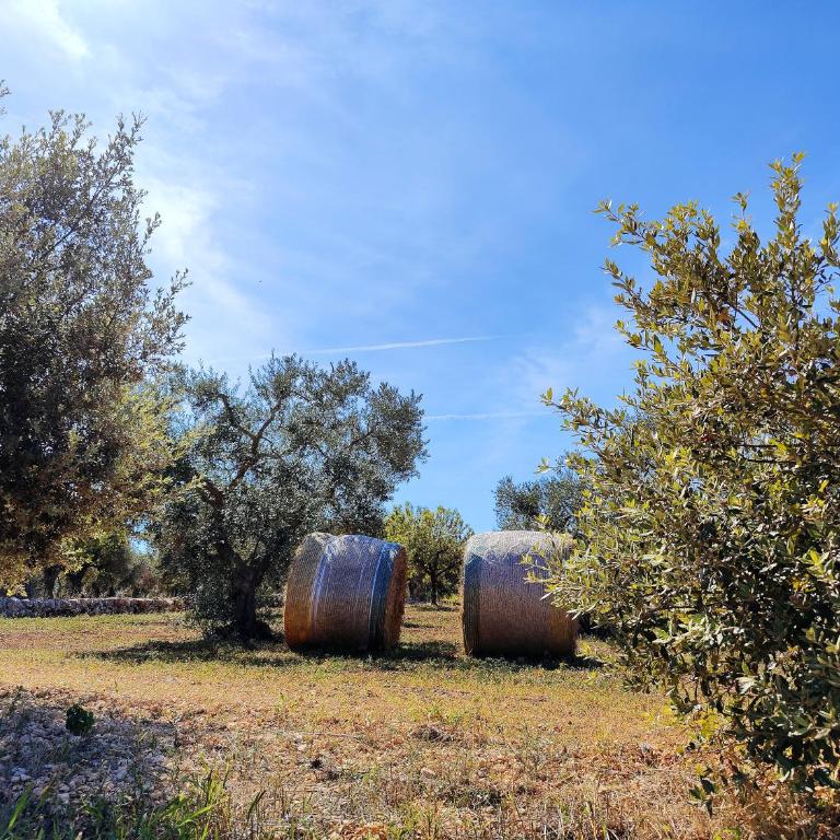 Come una volta - Il Trullo - Casa con 1 Camera da Letto - 38