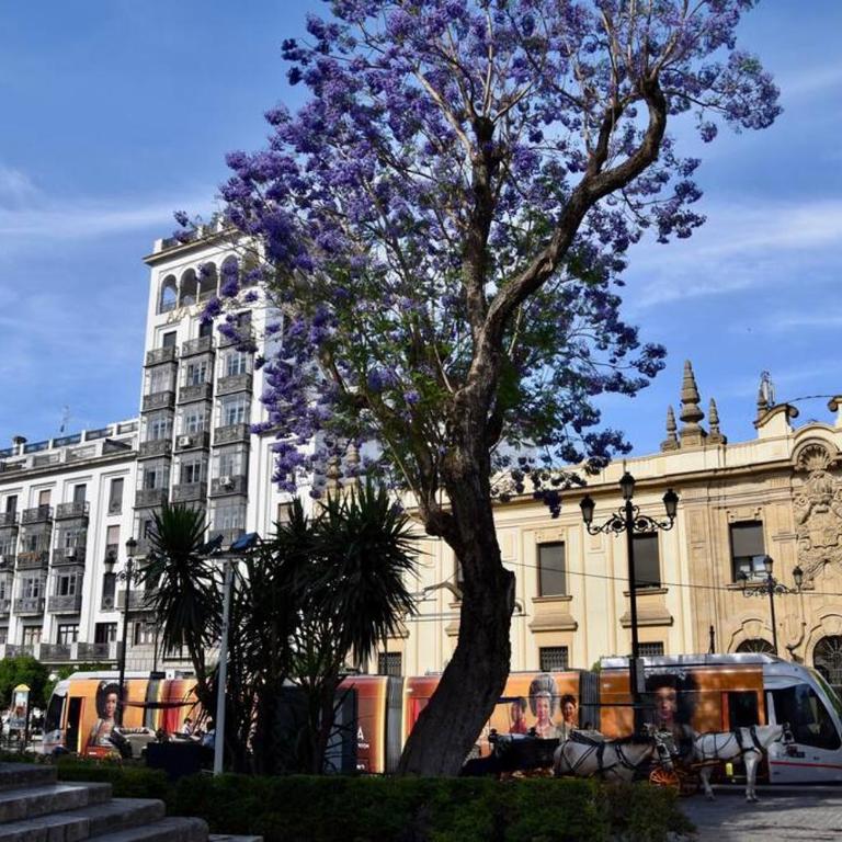Penthouse in front Giralda - Apartamento de 1 dormitorio - 8