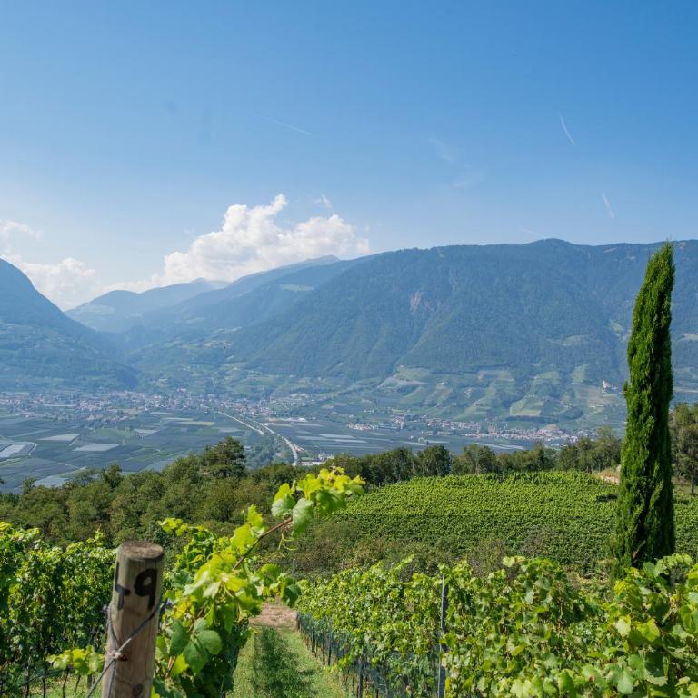 Weingut Eichenstein - One-Bedroom Apartment - 10