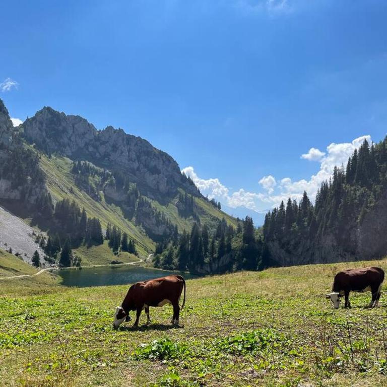 La Ferme du Nant - Portes du Soleil - Apartment - 28
