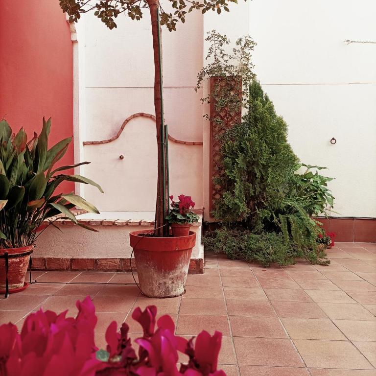Ziza - Apartamento - 7