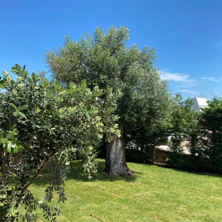 Villa Giulio Polignano - Villa con Vista Giardino - 5