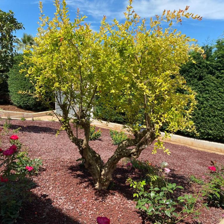 Villa Giulio Polignano - Villa con Vista Giardino - 26