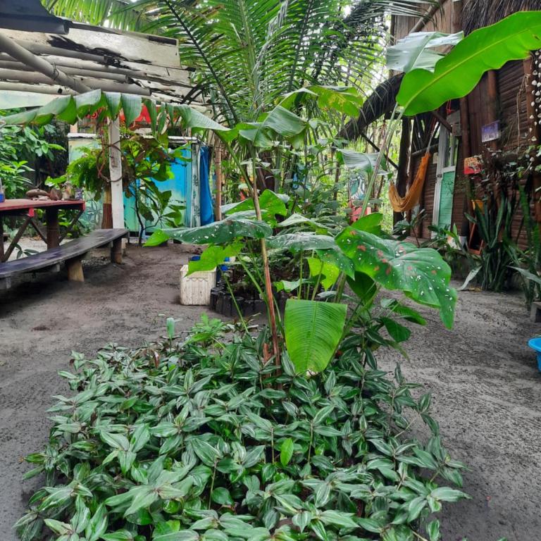 Raices Mompiche - Habitación Doble Grande - 1