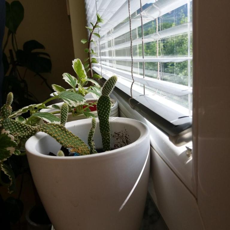 Hedgehog's Home - Ježeva kućica Free Parking - One-Bedroom Apartment - 47