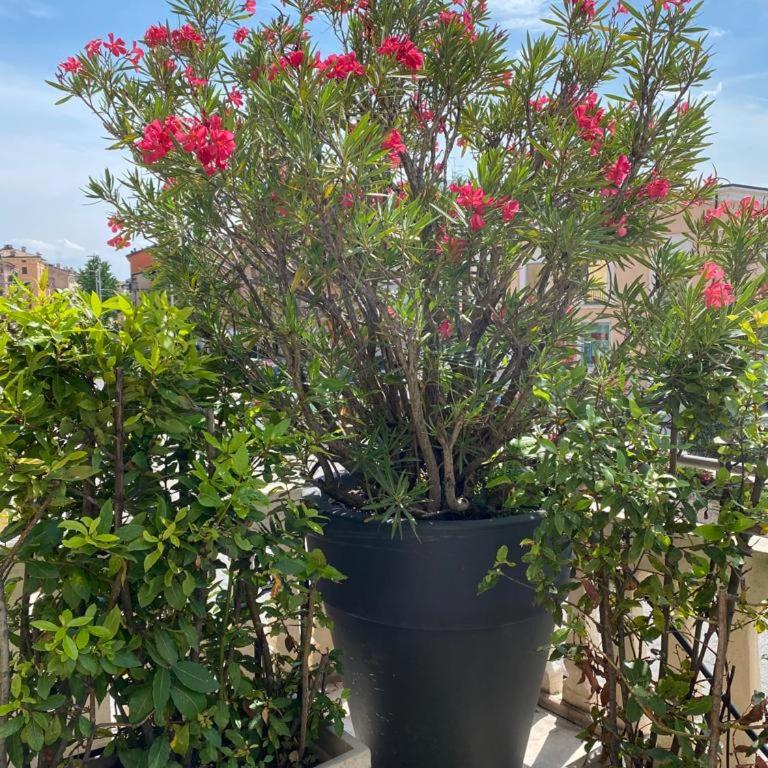 Juliet's Green Terrace [FREE PARK] - Appartamento con 2 Camere da Letto - 31