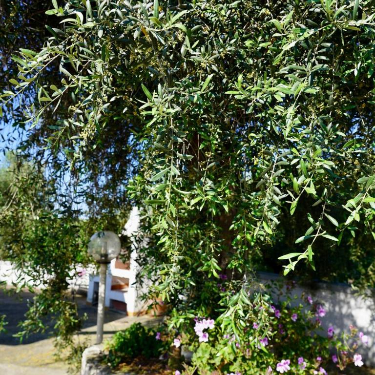 Il Giardino - Appartamento con 1 Camera da Letto - 23