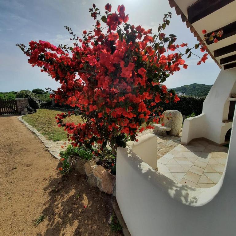 Villa Cala d'Oro santa teresa di gallura - Villa - 4