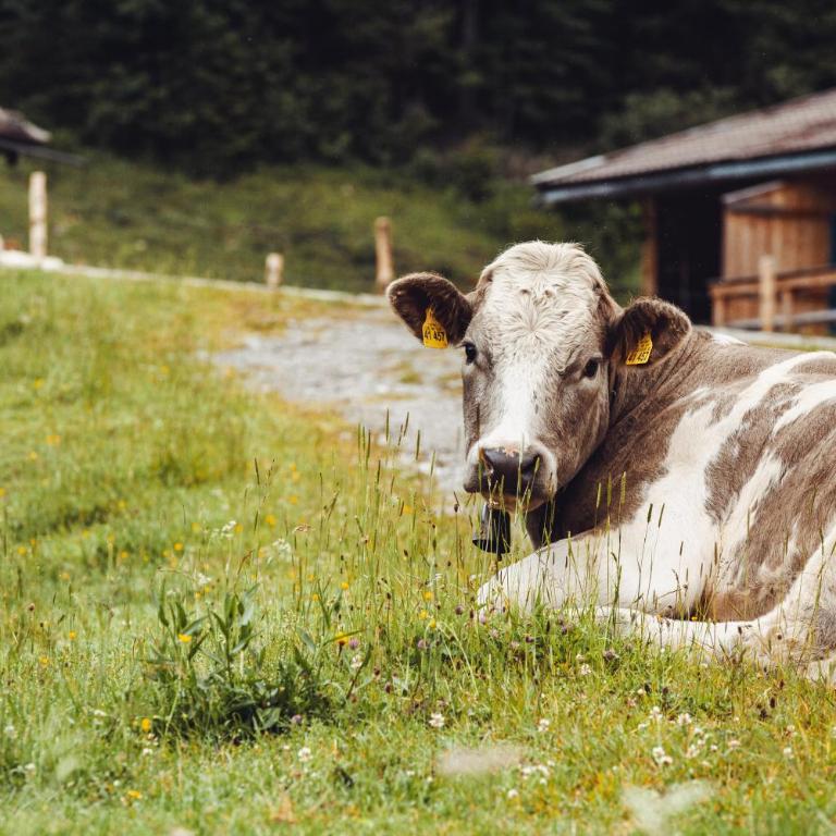 Hasenalm - Haus mit 3 Schlafzimmern - 12