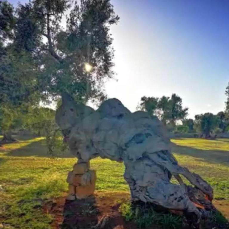 Trullo L'ulivo - Casa con 2 Camere da Letto - 35