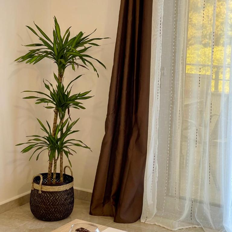 Robi Apartments - Junior Suite - 1