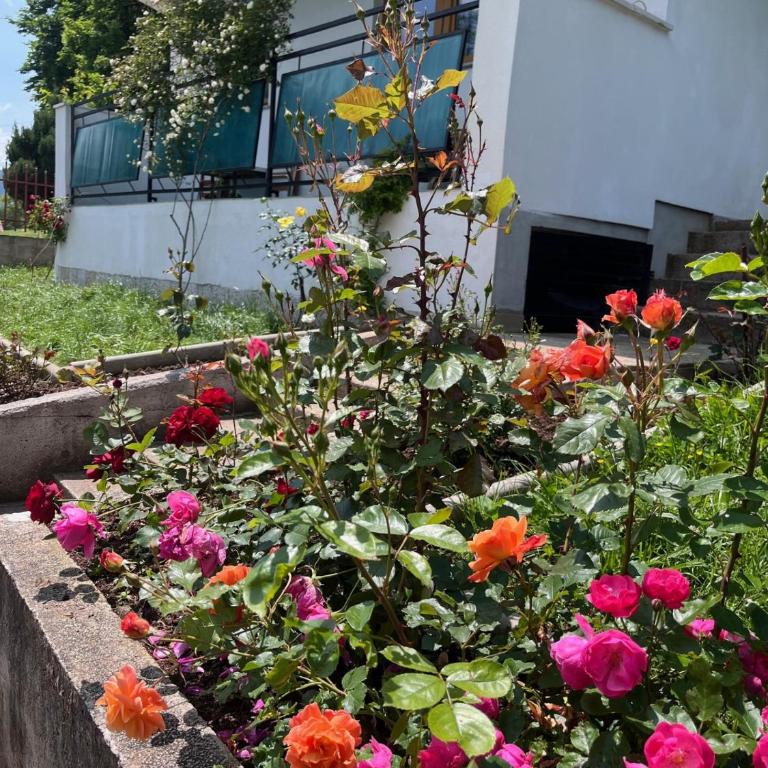 Villa Rose - Three-Bedroom House - 22
